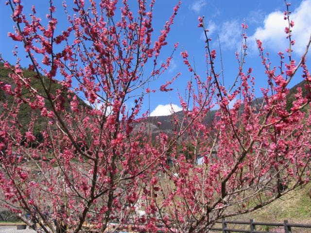 第30回嫁石の梅まつり