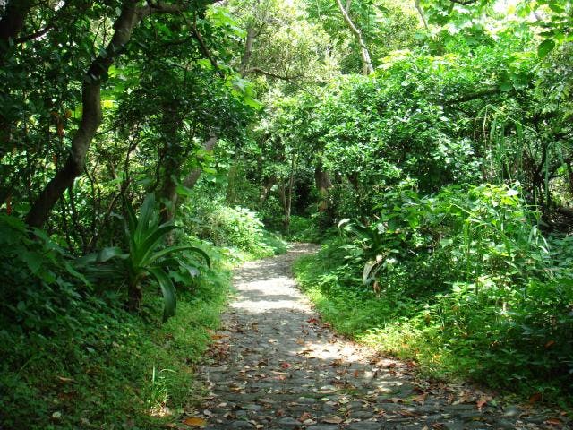 室戸岬亜熱帯性樹林及び海岸植物群落