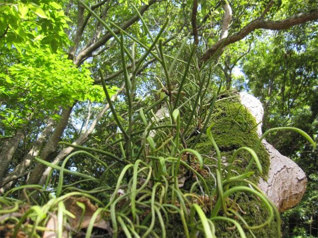 吉良川のボウラン自生地