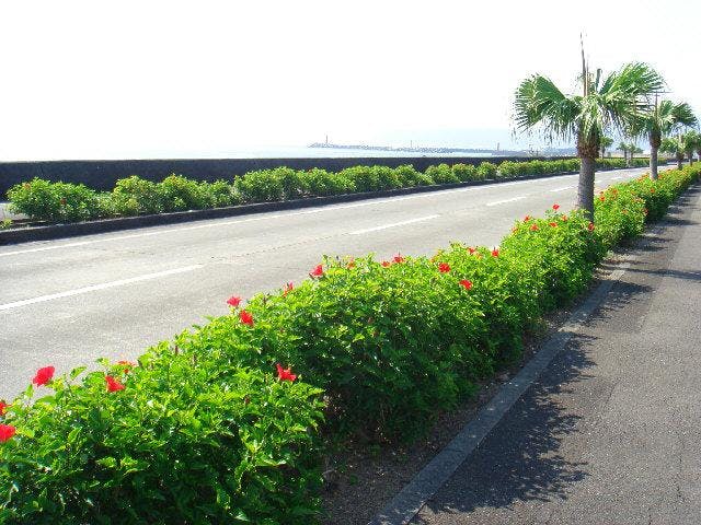 ハイビスカス通り