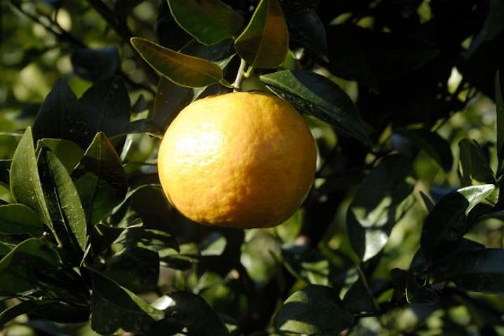 サツマイモ・ポンカン収穫体験