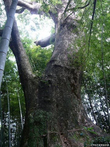 蓮池の樟