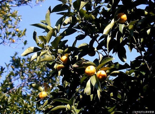 甲原松尾山のタチバナ群落