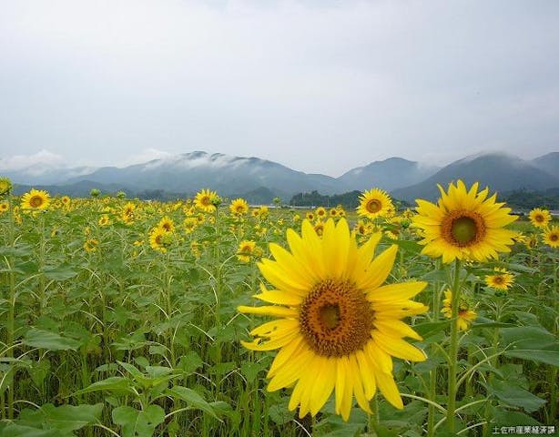 出間沖花＊花フェスタ