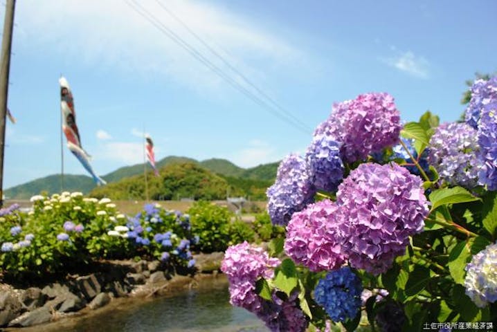 水辺のあじさいまつり