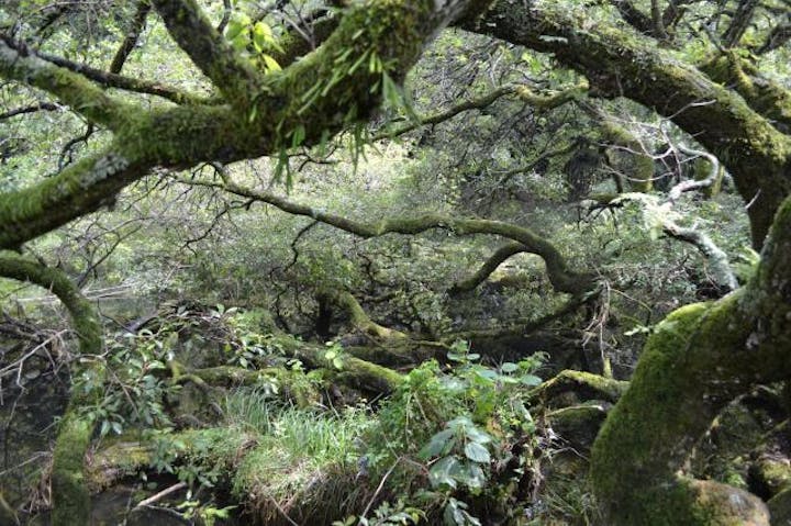 神池アカメヤナギ
