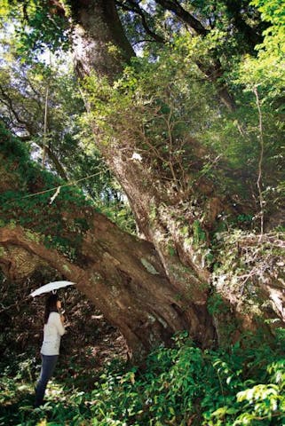 神峯神社の大樟