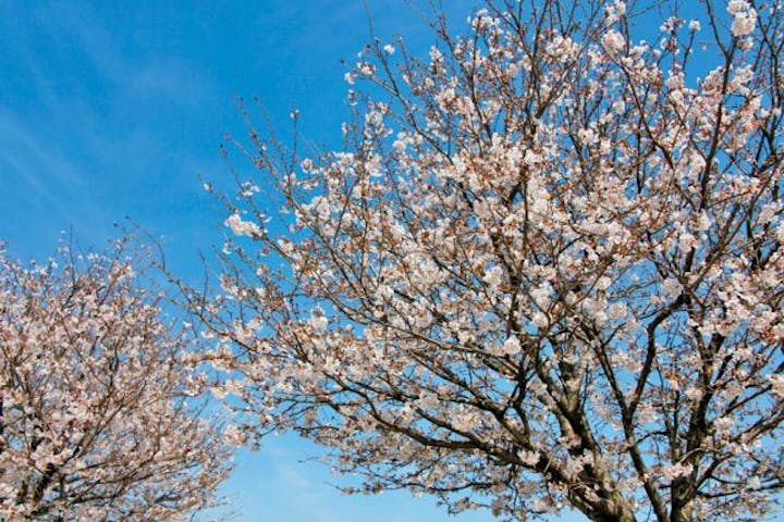 桜の名所九丁公園