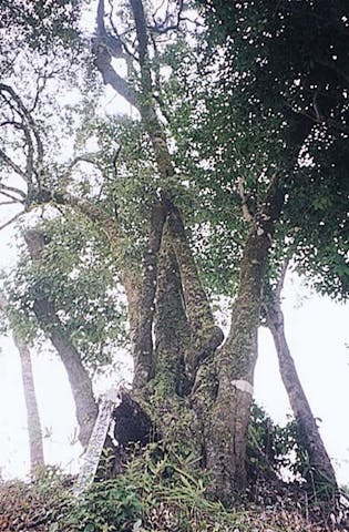 中谷川の人面カシ