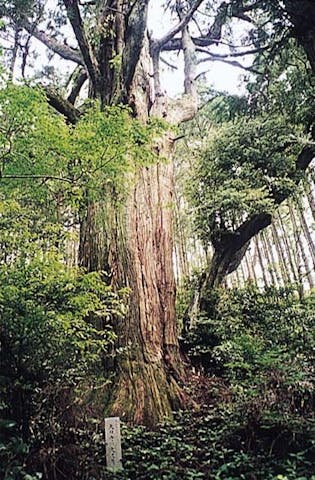 大日寺の大杉