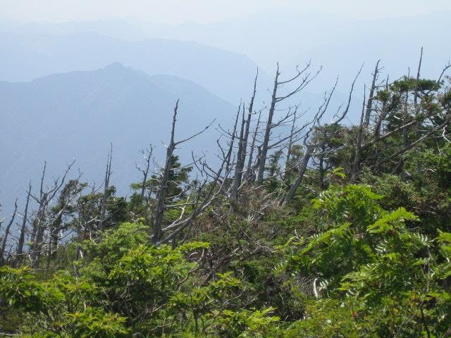白髪山公園の白骨林
