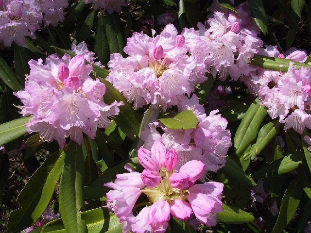 帰全山公園のシャクナゲ