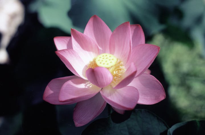 定福寺の大賀蓮