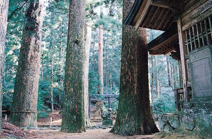 横倉山の大杉群