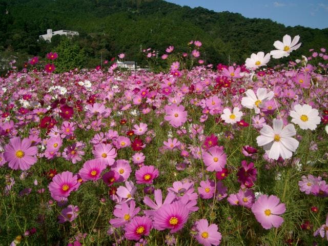 【2021年中止】コスモスまつり（高知県越知町）