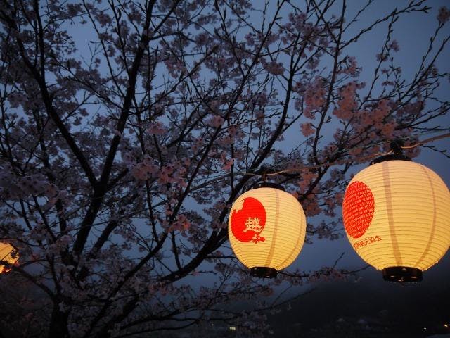 ぼんぼり桜まつり