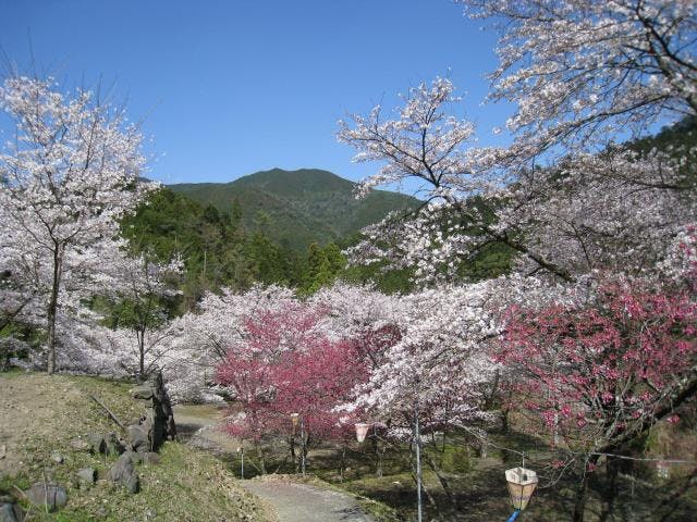 森が内桜公園