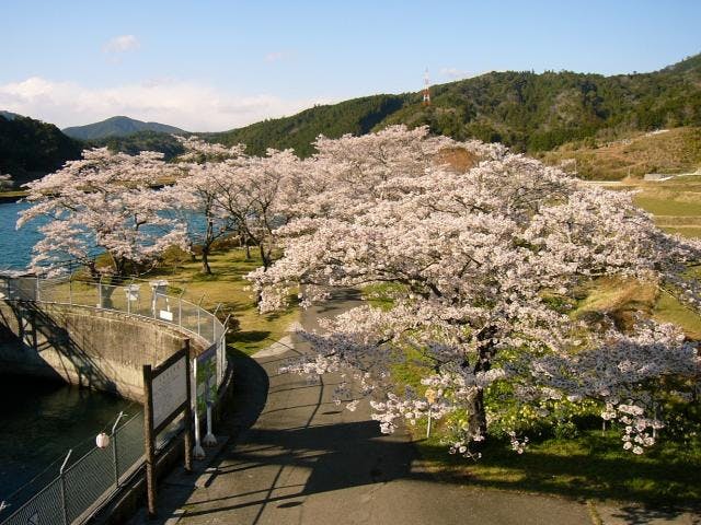 家地川桜公園