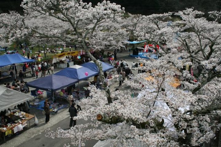 家地川桜まつり