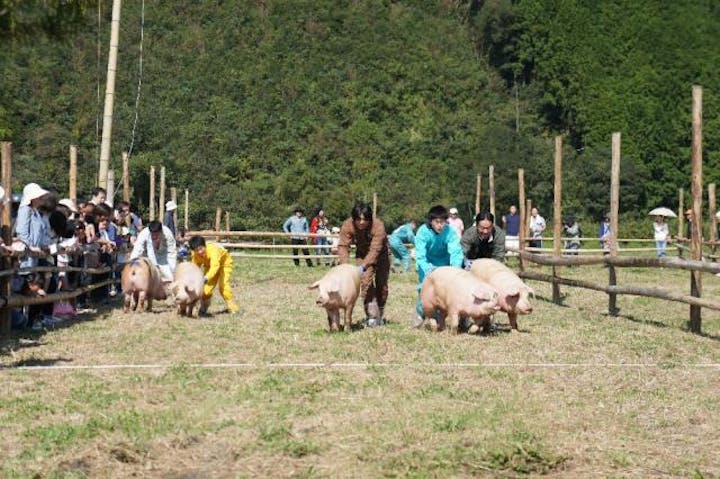 畜産フェスティバル&コスモス祭り