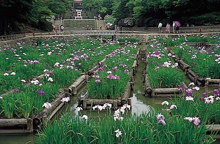 夜宮公園の花しょうぶ