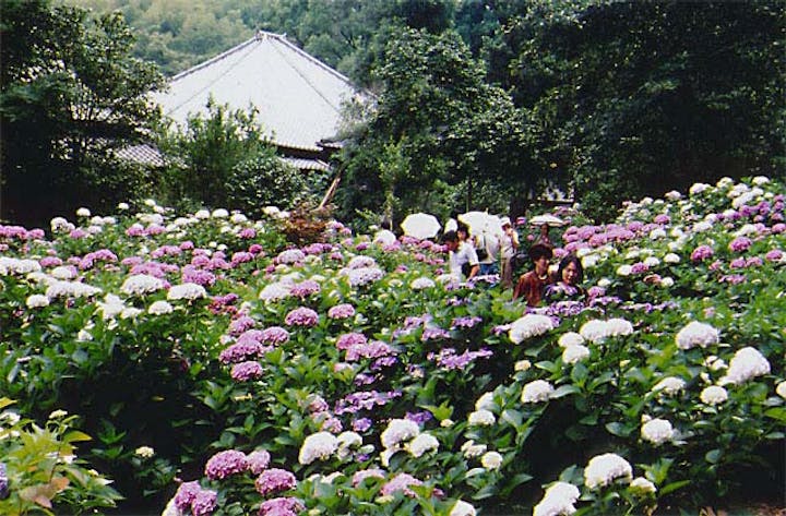 千光寺の紫陽花