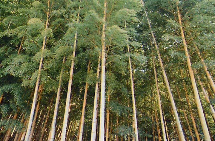 高良山の孟宗金明竹
