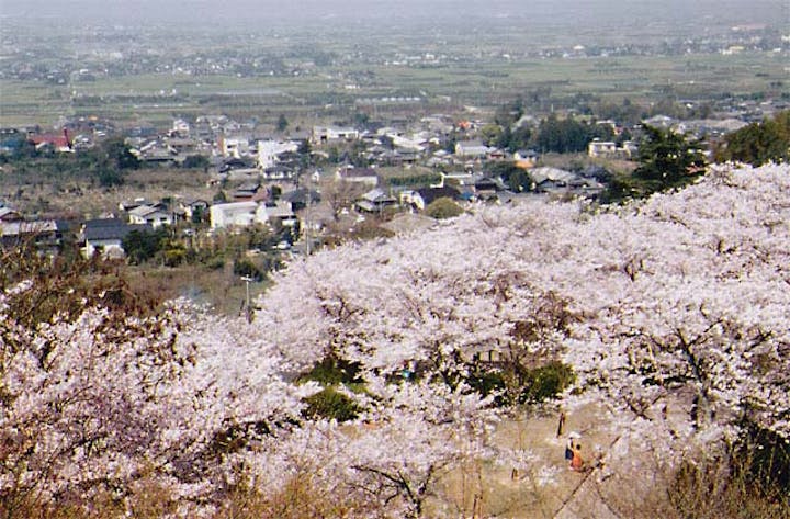 発心公園の桜