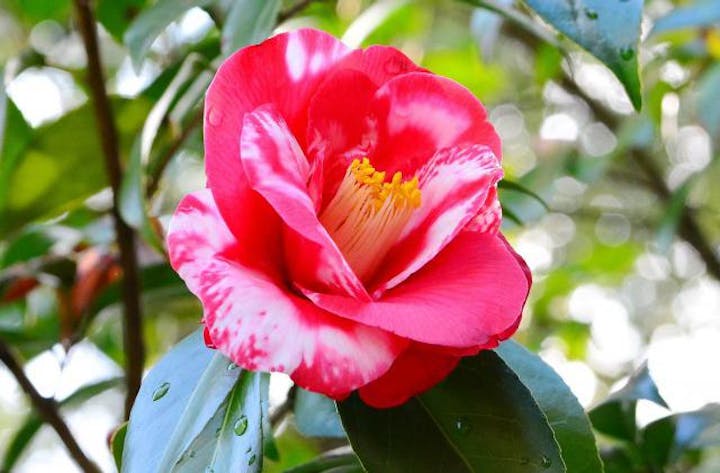 【2021年開催中止】石橋文化センター春の花まつり2020　ツバキまつり