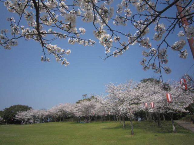 【中止】第９回城島町民の森公園桜まつり