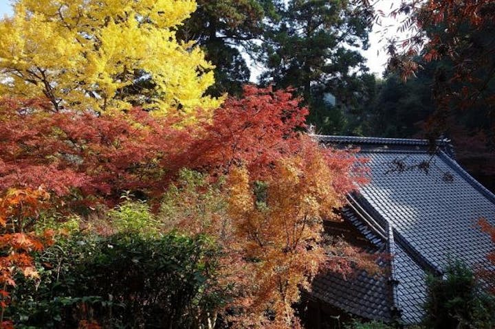 【中止】宝の山高良山もみじ狩り祭り