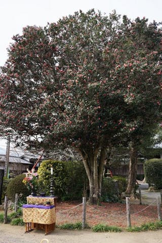 第31回さざんか祭り