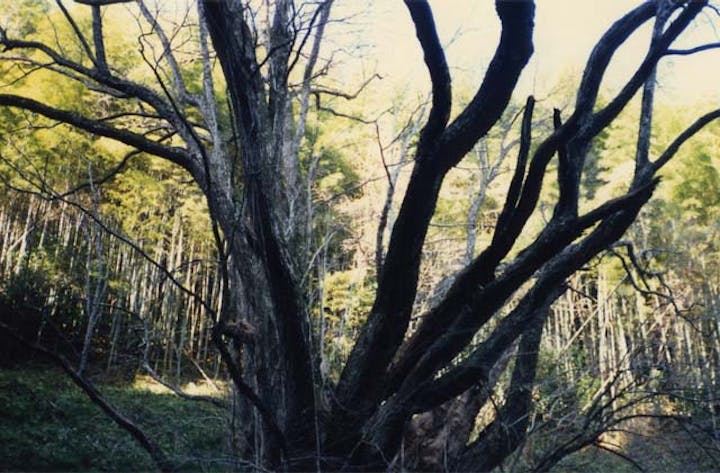 鎮西村のカツラ