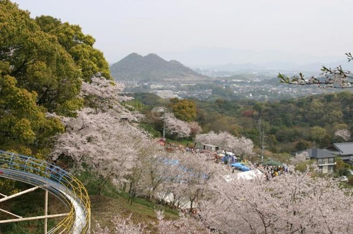 大将陣桜まつり