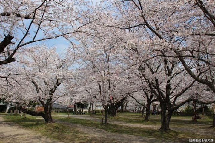 丸山公園花まつり