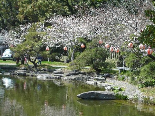 高畑公園の桜