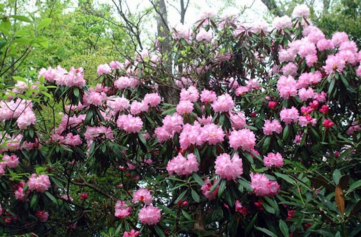 犬ケ岳のツクシシャクナゲ
