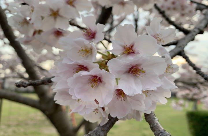 平池公園の桜