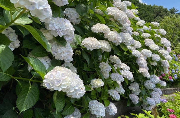 枝川内アジサイランド