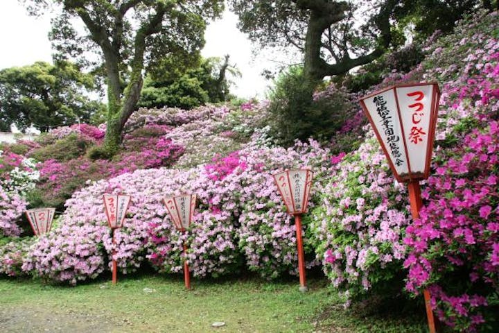 宝福寺山つつじ祭り