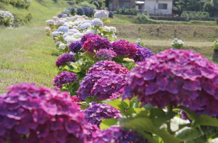枝川内あじさい祭り