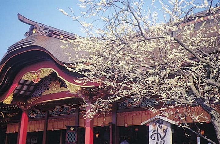 太宰府天満宮の梅