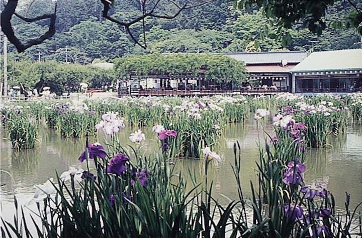 太宰府天満宮の花菖蒲