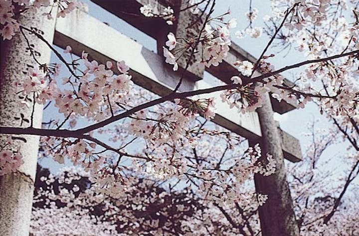宝満宮竃門神社の桜