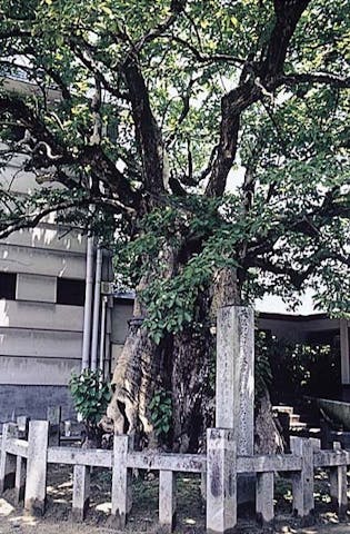 太宰府天満宮のヒロハチシャノキ