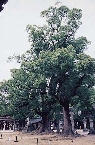 太宰府天満宮のクス