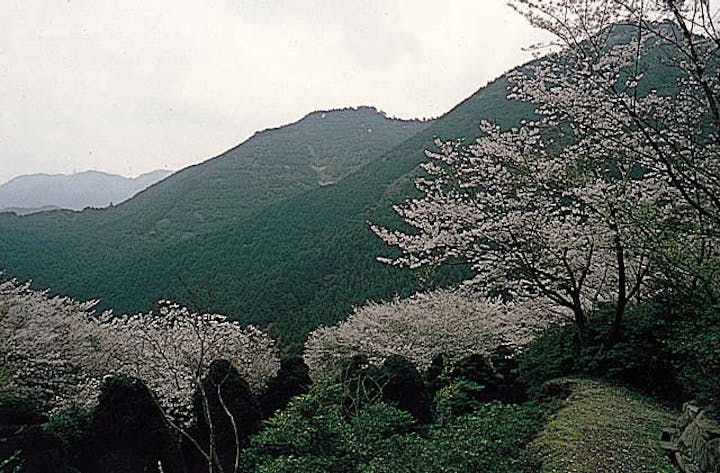 興山園の桜・ツツジ