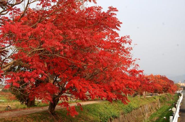 延寿寺曽根のハゼ並木