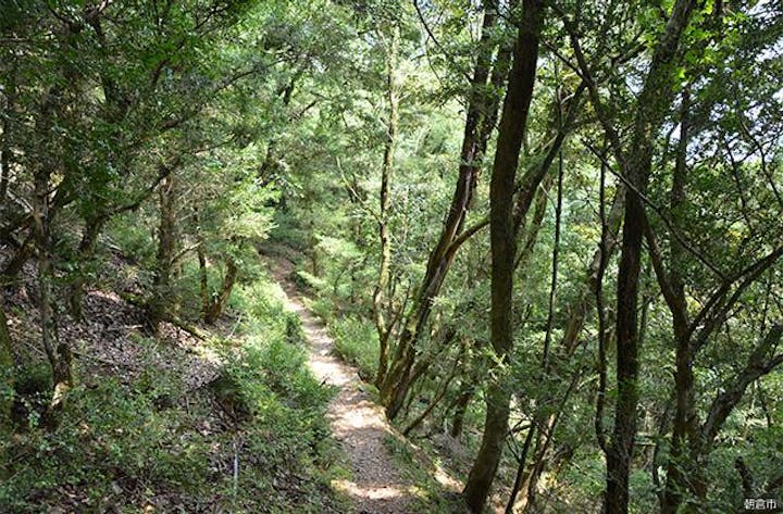 古処山ツゲ原始林