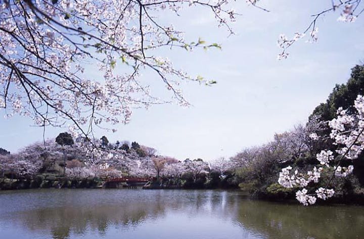 甘木公園の桜 アソビュー